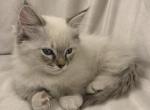 Lily - Munchkin Kitten For Sale - WA&comma; US