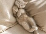 Noah - British Shorthair Kitten For Adoption - Menifee&comma; CA&comma; US