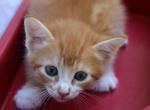 George - Domestic Kitten For Sale - Barto&comma; PA&comma; US