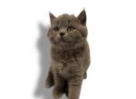 FEMALE BRITISH SHORTHAIR - British Shorthair Kitten For Sale - 