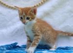 Johnny - Domestic Kitten For Sale - Barto&comma; PA&comma; US