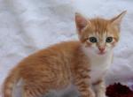 Miss Muffet - Domestic Kitten For Sale - Barto&comma; PA&comma; US