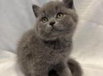 KING - British Shorthair Kitten For Sale - 
