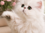 Tinkerbell - Persian Kitten For Sale - Golden&comma; CO&comma; US