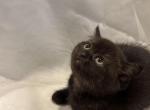 MALE BRITISH SHORTHAIR - British Shorthair Kitten For Sale - Hoboken&comma; NJ&comma; US
