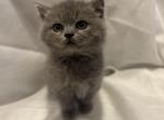 Grayson - British Shorthair Kitten For Sale - Hoboken&comma; NJ&comma; US
