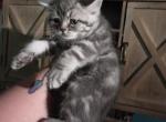 Last 3 himalayans - Himalayan Cat For Sale - Canton&comma; OH&comma; US