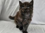 Amelia - Maine Coon Kitten For Sale - Hayden&comma; ID&comma; US