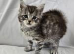 Oliver - Maine Coon Kitten For Sale - 