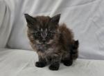Noah - Maine Coon Kitten For Sale - 