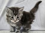 Henry - Maine Coon Kitten For Sale - 