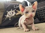 Minskin - Minskin Kitten For Sale - 