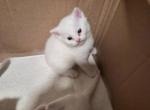 You decide - British Shorthair Kitten For Adoption - Roseville&comma; CA&comma; US