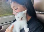 Ulysses - Siamese Kitten For Sale - Akron&comma; OH&comma; US