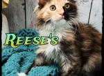 Sushi litter - Maine Coon Kitten For Sale - Wisconsin Rapids&comma; WI&comma; US