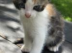 Caramel - Domestic Kitten For Sale - Front Royal&comma; VA&comma; US
