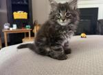 Dark brown and black male - Maine Coon Kitten For Sale - 