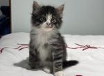 Misty - American Longhair Kitten For Sale - 