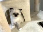 Female Seal Mitted Ragdoll Kitten - Ragdoll Kitten For Sale - 