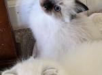 Male Seal Mitted - Ragdoll Kitten For Sale - Ocala&comma; FL&comma; US