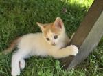 Tickles - Domestic Kitten For Sale - Front Royal&comma; VA&comma; US