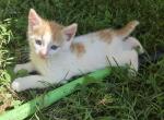 Freckles - Domestic Kitten For Sale - Front Royal&comma; VA&comma; US