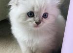Male Blue Lynx Mitted Ragdoll Kitten - Ragdoll Kitten For Sale - Ocala&comma; FL&comma; US