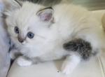 Male Blue Lynx Mitted Ragdoll Kitten - Ragdoll Kitten For Sale - FL&comma; US