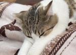 Simba - Domestic Cat For Adoption - Millboro&comma; VA&comma; US