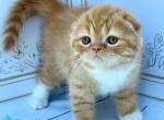 Van Gogh - Scottish Fold Kitten For Sale - Miami&comma; FL&comma; US