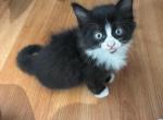 Tito - American Longhair Kitten For Sale - 