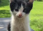 Oreo - Domestic Kitten For Sale - Front Royal&comma; VA&comma; US
