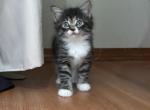 Winnie - American Longhair Kitten For Sale - 