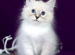Lilia - Siberian Kitten For Sale - Pembroke Pines&comma; FL&comma; US