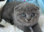 Scottish fold pretty boy blue color - Scottish Fold Kitten For Sale - Davenport&comma; FL&comma; US