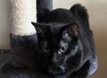 Bear - Domestic Kitten For Sale - Saint Paul&comma; MN&comma; US
