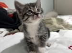 Minnie - American Shorthair Kitten For Sale - West Springfield&comma; MA&comma; US