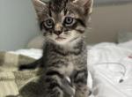Winston - American Shorthair Kitten For Sale - West Springfield&comma; MA&comma; US