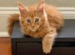 Simba - Maine Coon Kitten For Sale - North Port&comma; FL&comma; US