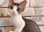Lotty - Devon Rex Kitten For Sale - Norwalk&comma; CT&comma; US