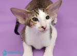 Winston - Oriental Kitten For Sale - Pembroke Pines&comma; FL&comma; US
