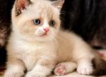 Benya - Munchkin Kitten For Sale - Pembroke Pines&comma; FL&comma; US