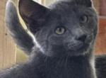 Boby - Chartreux Kitten For Sale - Southampton&comma; MA&comma; US