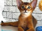 Jambo - Abyssinian Kitten For Sale - Pembroke Pines&comma; FL&comma; US