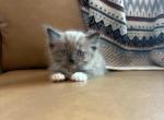 Orange collar - Ragdoll Kitten For Sale - Meadville&comma; PA&comma; US