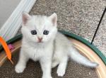 Prinz - British Shorthair Kitten For Sale - Bradenton&comma; FL&comma; US