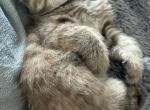 Exotic tabby chocolate female - Exotic Kitten For Sale - Orlando&comma; FL&comma; US