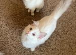 Miller - Ragdoll Kitten For Sale - Johns Creek&comma; GA&comma; US