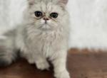 Taz - Persian Kitten For Sale - Dallas&comma; TX&comma; US