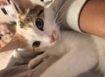 Mila - Domestic Cat For Adoption - Orlando&comma; FL&comma; US
